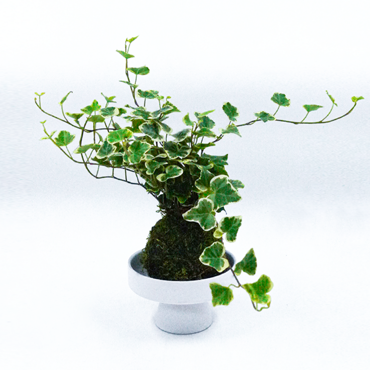 長春藤苔球組合