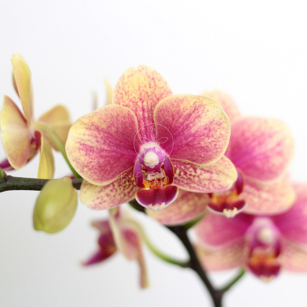 Warm temperatures butterfly orchid