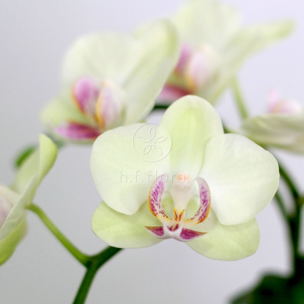 charming emerald mini phalaenopsis