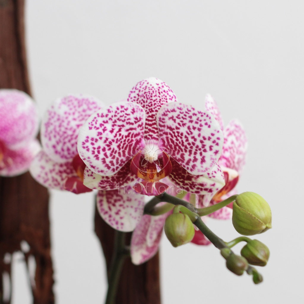 Graceful pink orchids detail
