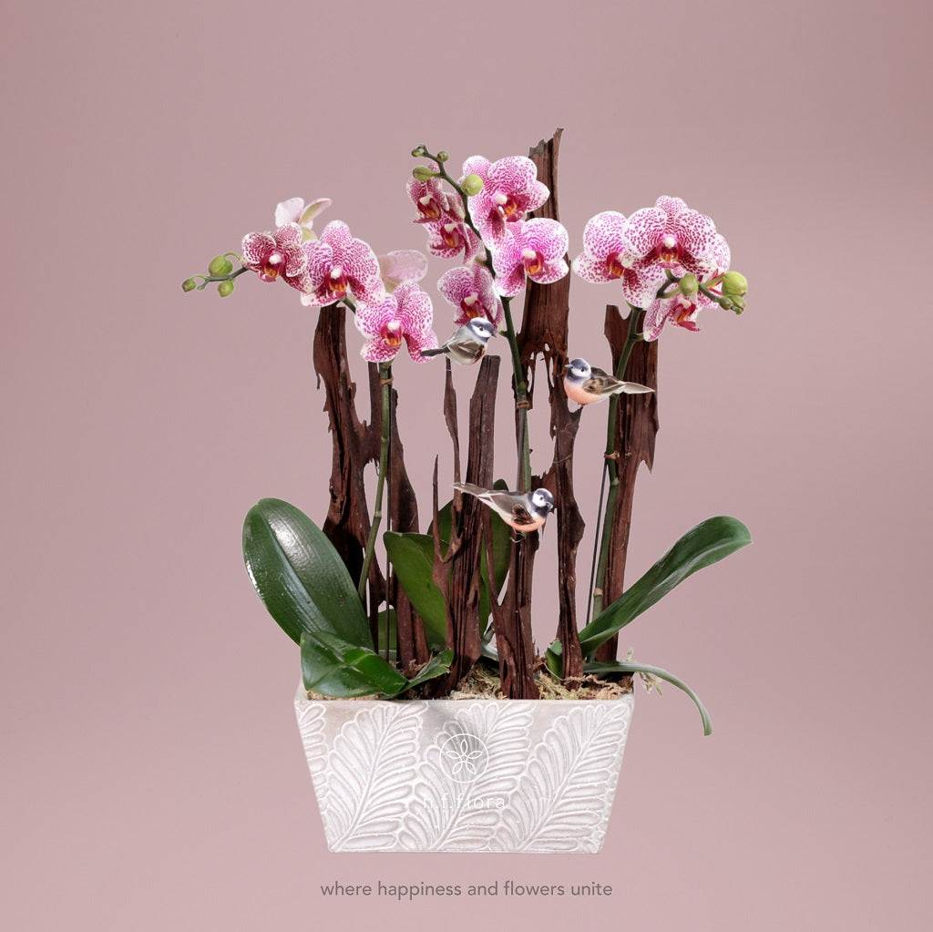 Graceful pink orchids