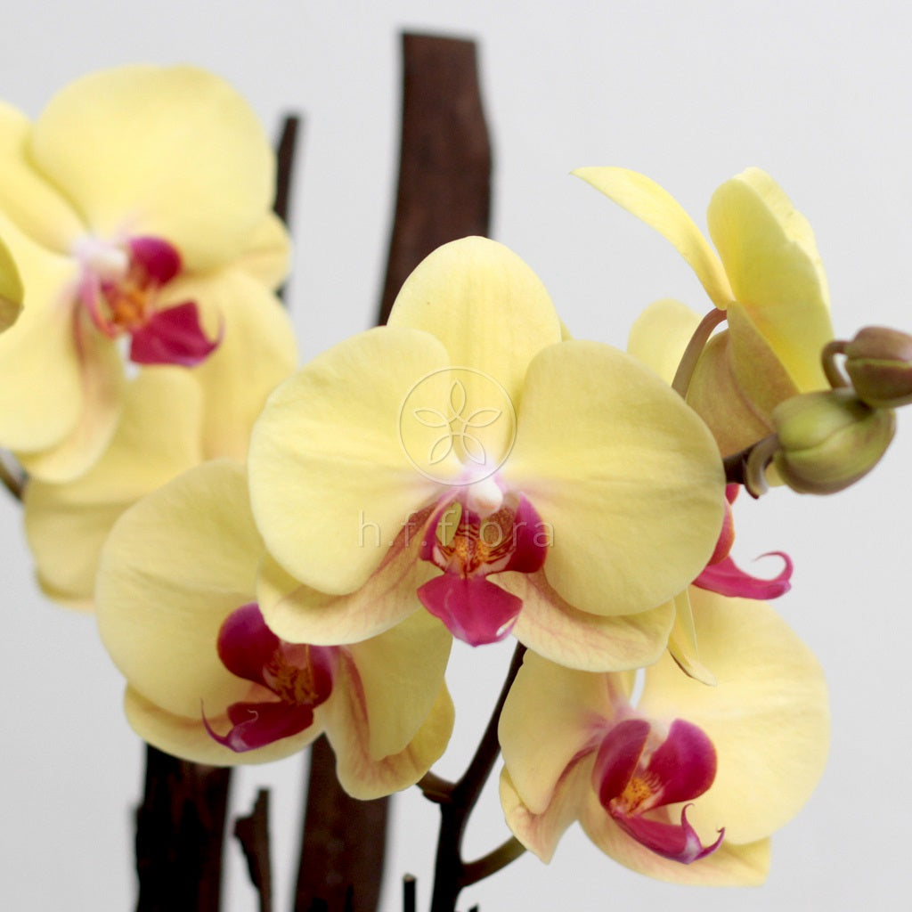 Lightening gemstone phalaenopsis orchids