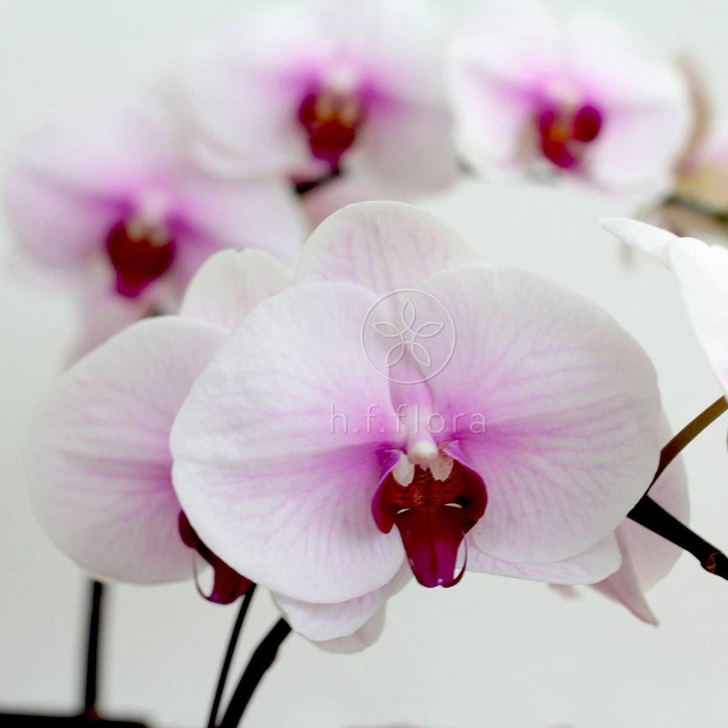 Shining grace Phalaenopsis orchid detail