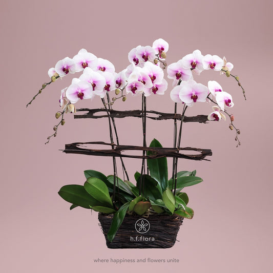 Shining grace Phalaenopsis orchid