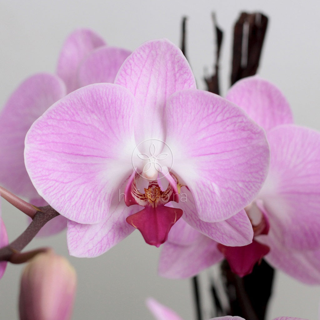 Sparkling life phalaenopsis orchids details