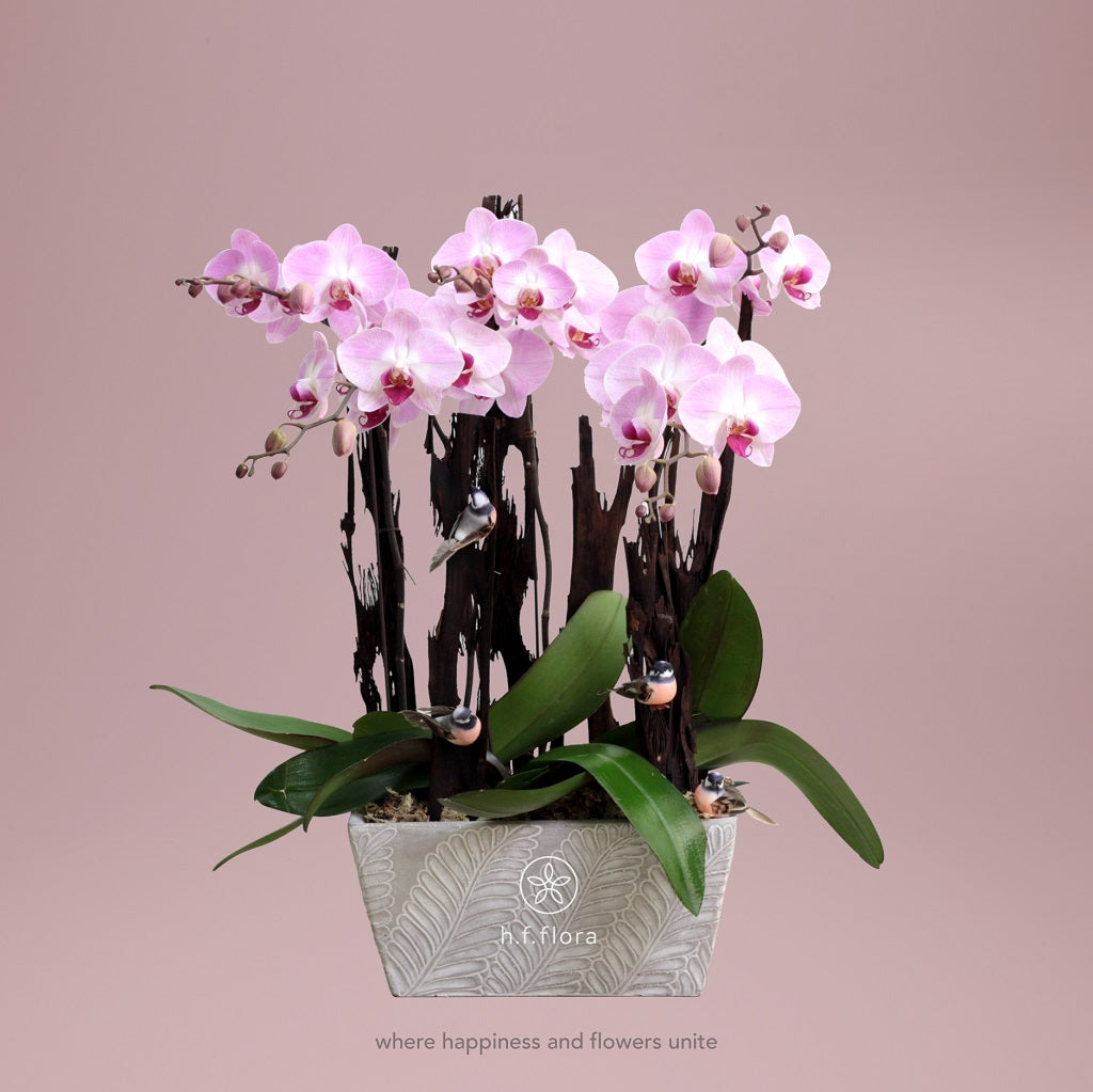 Sparkling life phalaenopsis orchids