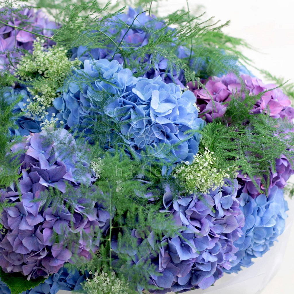 Unforgettable hydrangeas detailed view