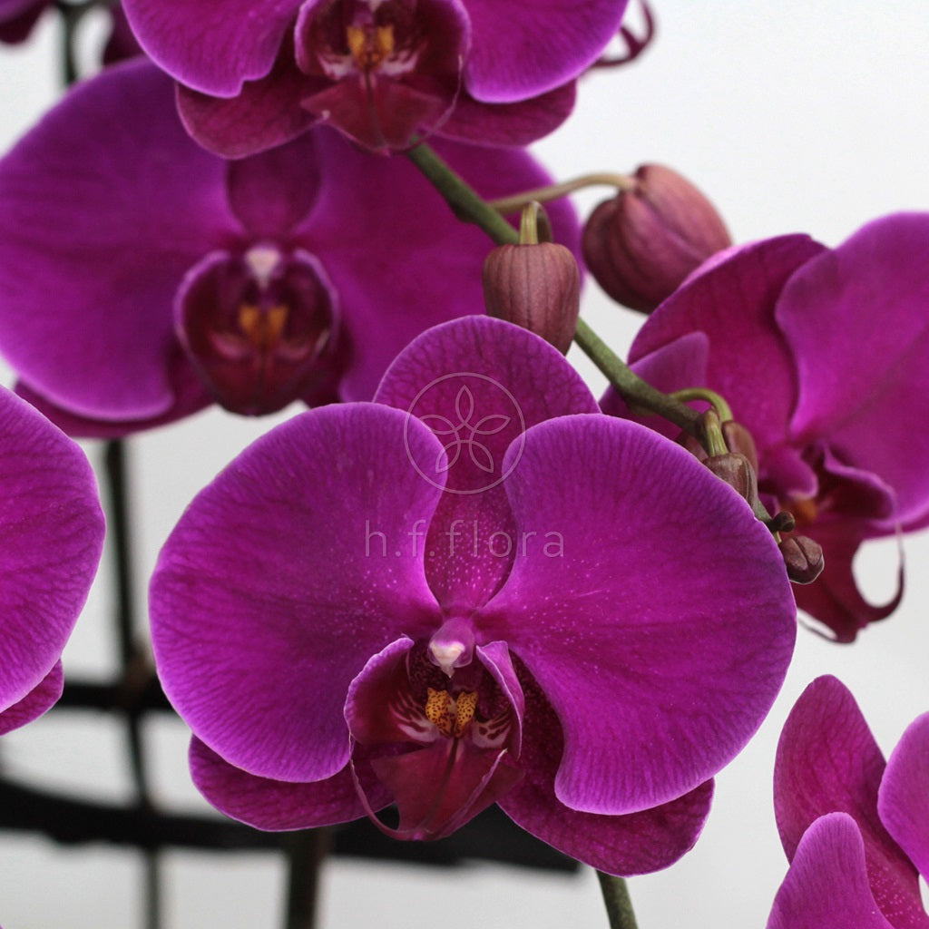Violet breeze orchid detail