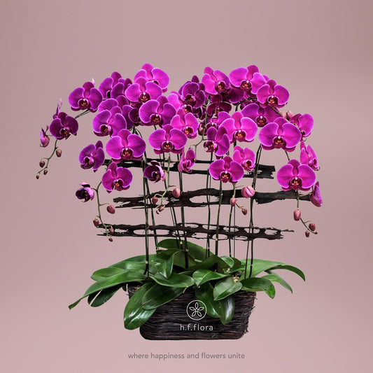 Violet breeze orchid